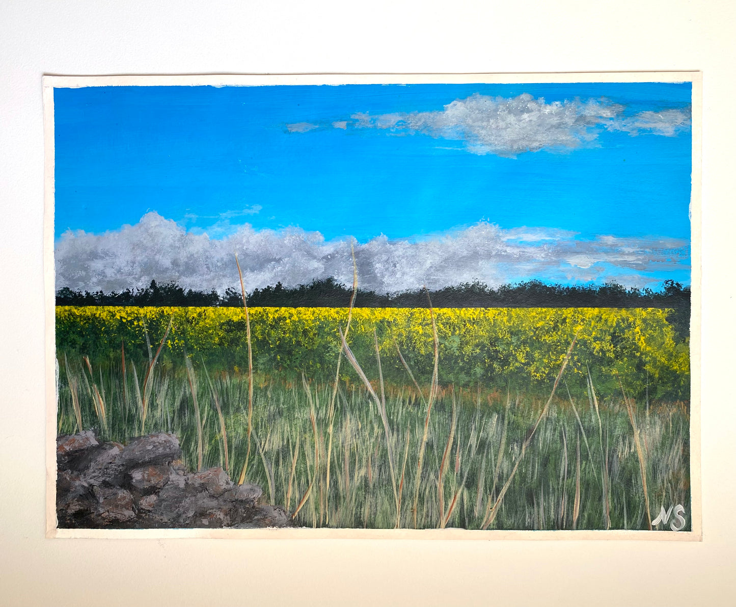 Canola Field