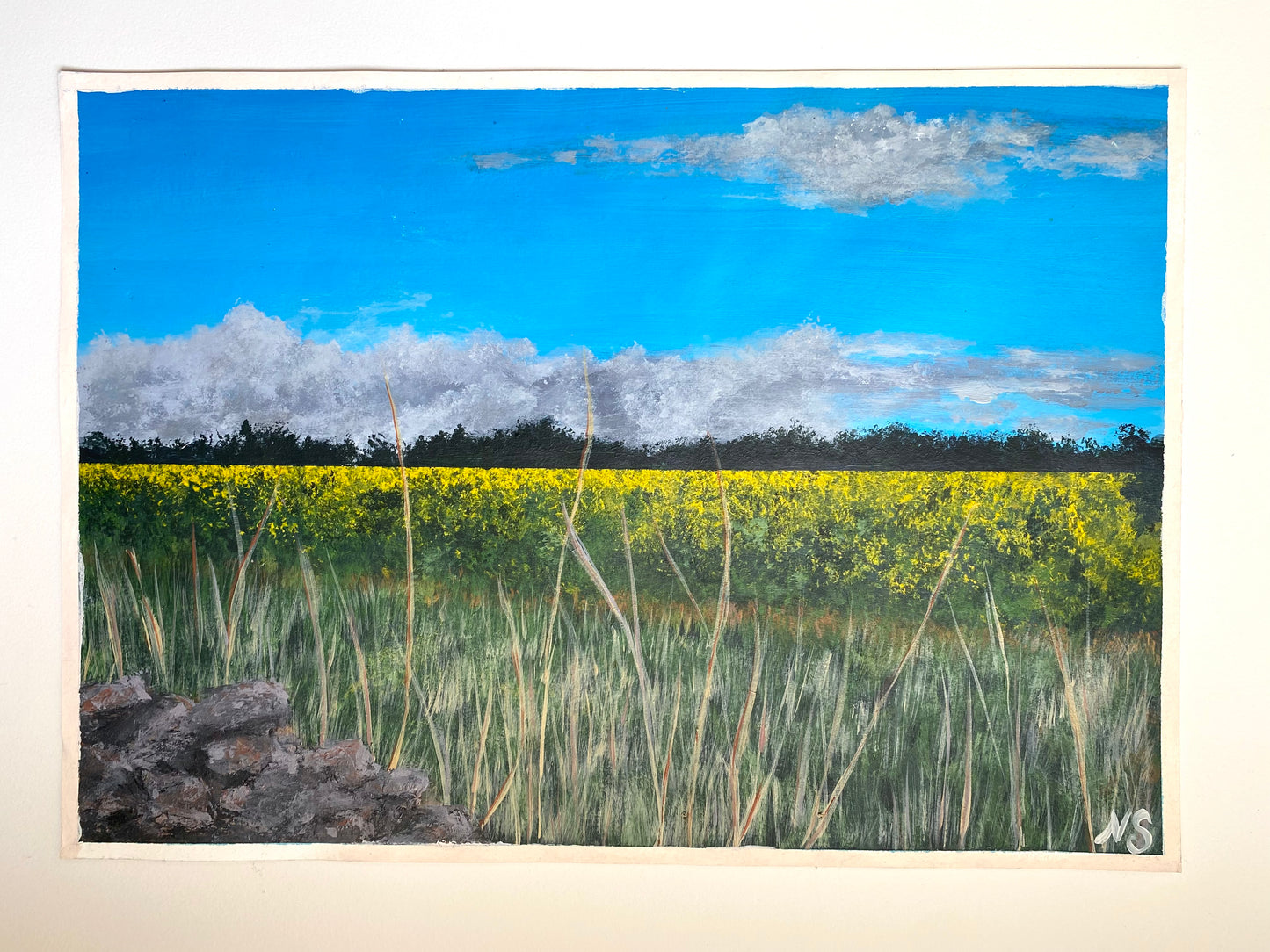 Canola Field